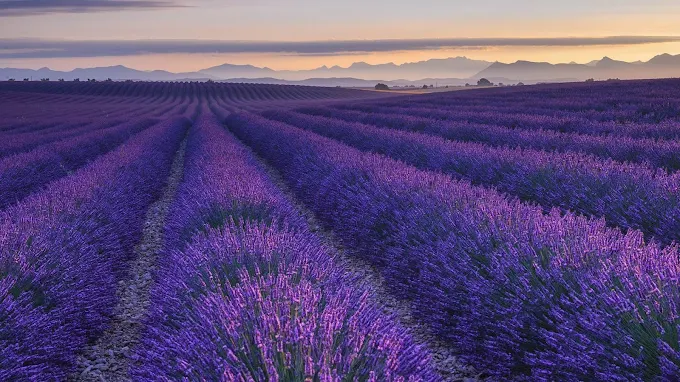 Lavender Fields of Provence 5