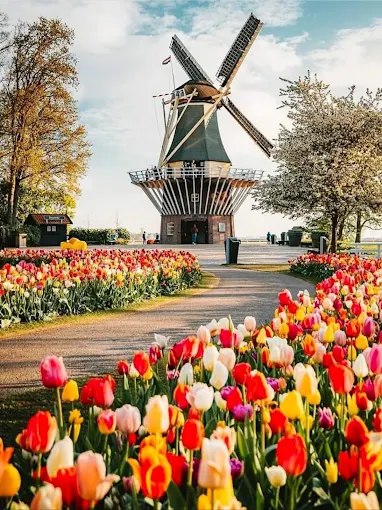 Placeholder — Keukenhof tulip fields park 6