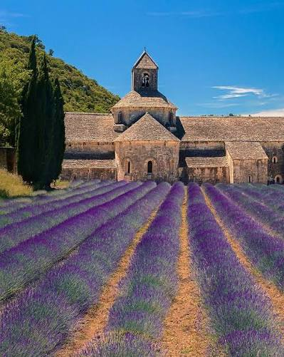 Lavender Fields of Provence 6