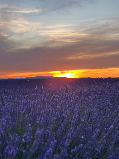 Lavender Fields of Provence 3