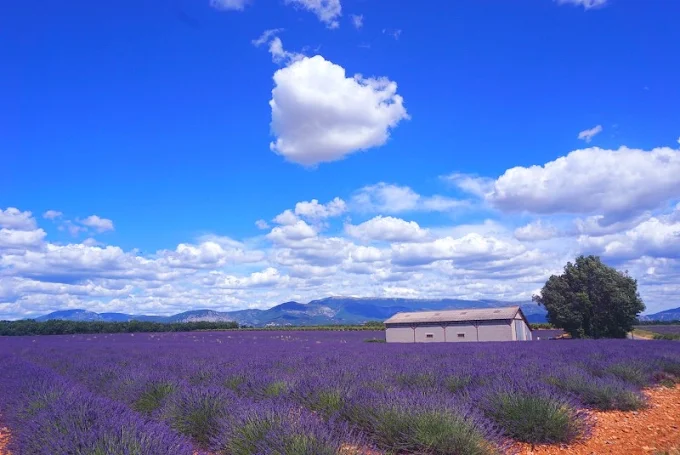 Lavender Fields of Provence 4