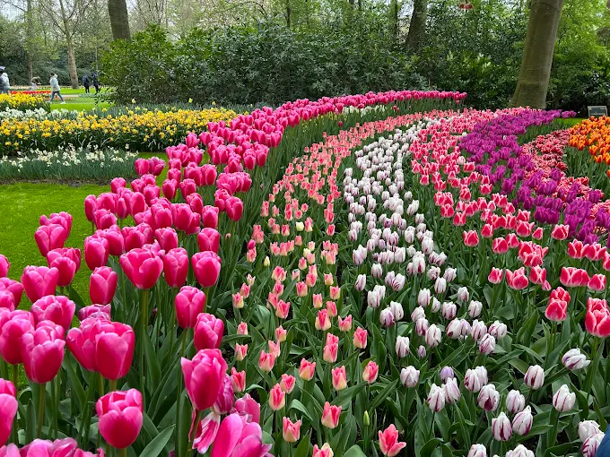 Placeholder — Keukenhof tulip fields park 7