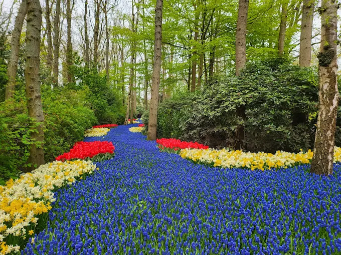Placeholder — Keukenhof tulip fields park 8